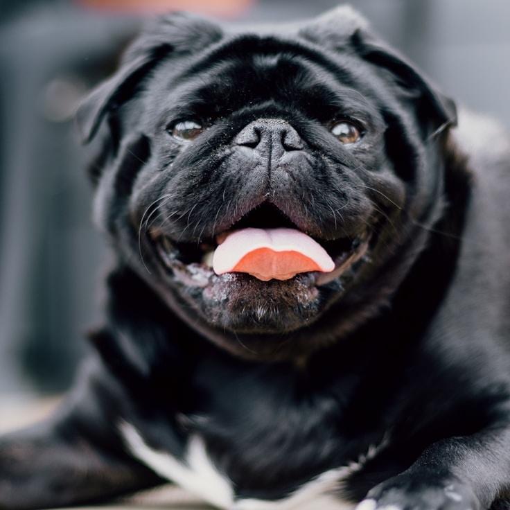 Portrait of Nova Chen, community mentor and Italian cuisine specialist